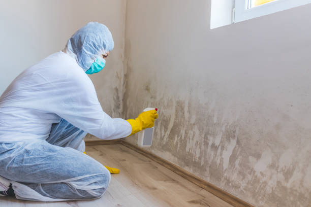Licensed Basement Mold Remediation service in Danville, VA - Mold Remediation HQ