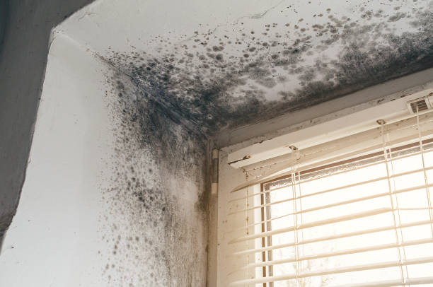 Affordable Basement Mold Remediation solutions in Danville, VA