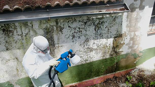 Top rated local Basement Mold Remediation specialists in Danville, VA